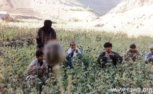کشت کوکنار در نورستان Opium in Nooristan